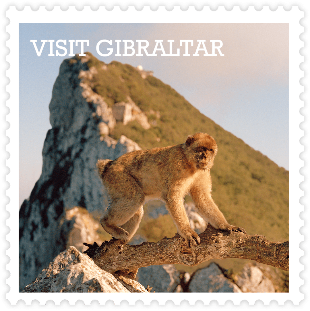 Barbary Macaque