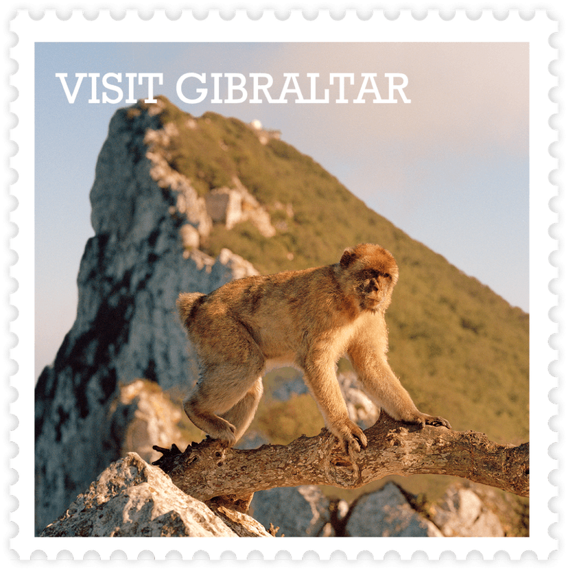 Barbary Macaque