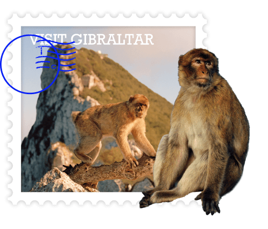 Barbary Macaque